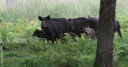 Une battue est organisée le dimanche 28 janvier, en bord de route de Biscarrosse