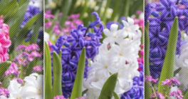 Des jacinthes pour le bien-être des enfants malades