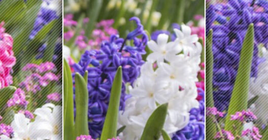 Des jacinthes pour le bien-être des enfants malades