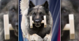 Championnat de France et Grand Prix de France d'Obéissance