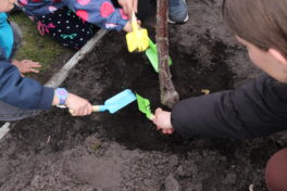 Les enfants de l'Accueil de loisirs ont planté les premiers arbres du jardin partagé