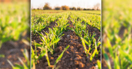 Demande d'autorisation d'exploiter des terres agricoles