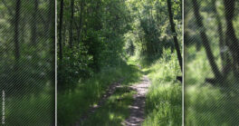Nettoyage de la forêt parentissoise