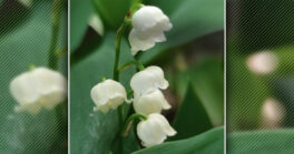 La vente de muguet le 1er Mai
