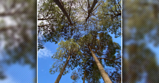 La forêt, un bien commun à préserver
