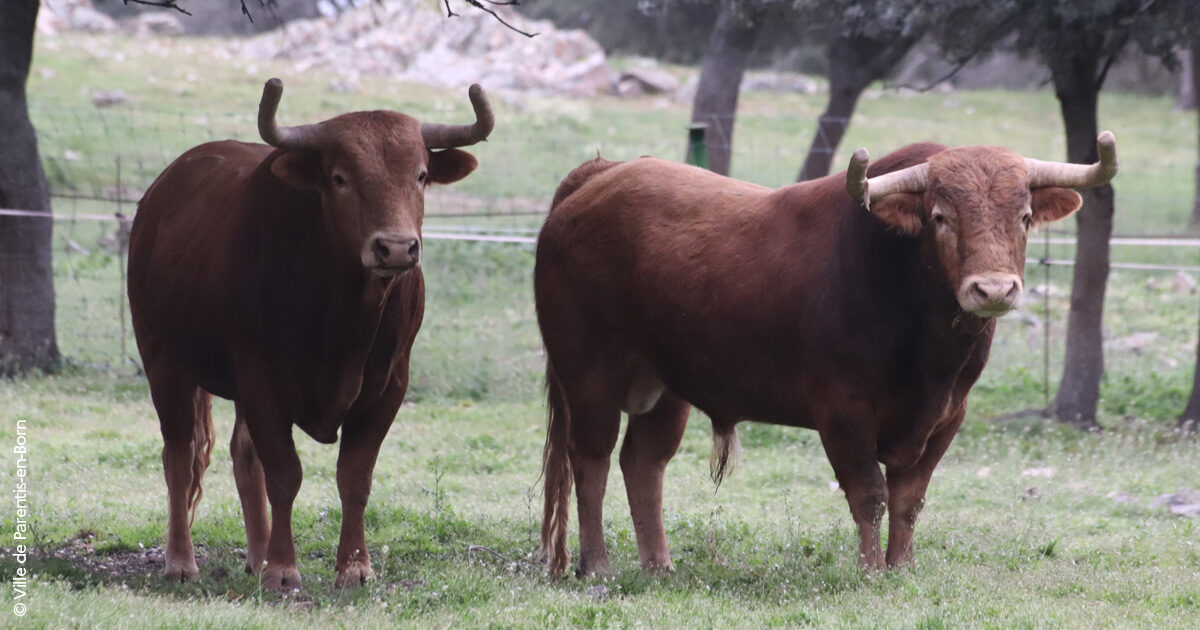 04---PRESENTATION---CARTELS---FERIA-2024---PARENTIS