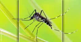 Coupez l'eau aux moustiques !