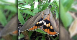 Agir contre la propagation du papillon palmivore