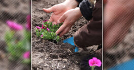 Des massifs fleuris par des enfants de maternelle