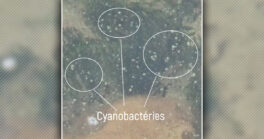 Des cyanobactéries dans les eaux de baignade ?