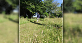 La gestion différenciée des espaces verts