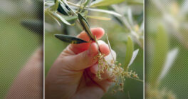 “Un monde d'allergiques”, une projection-débat en présence du Dr Catherine Pelissier-Paugam