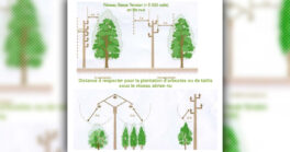 L'élagage des arbres à proximité des lignes électriques