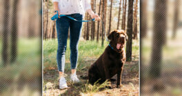 Rappel à propos de la divagation des chiens