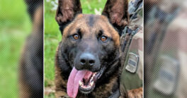 Rencontre exceptionnelle avec Razet, chien démineur de l’armée