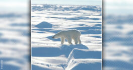 Exposition “Arctique Grandeur Nature”