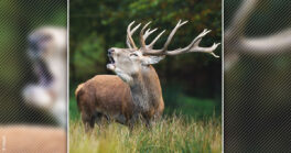 À l’écoute du brame du cerf